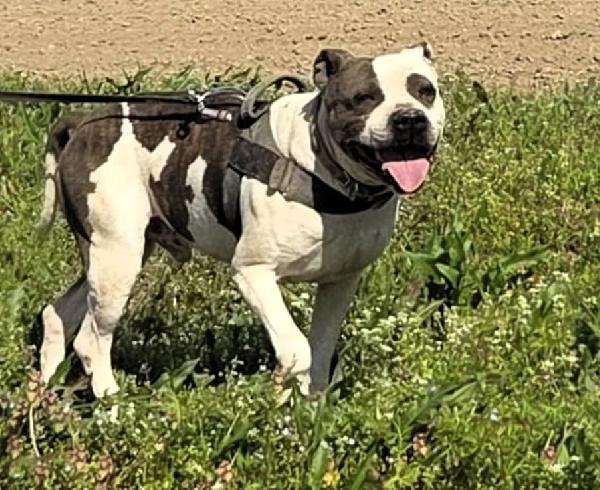 Gucci Pit Cerca Casa